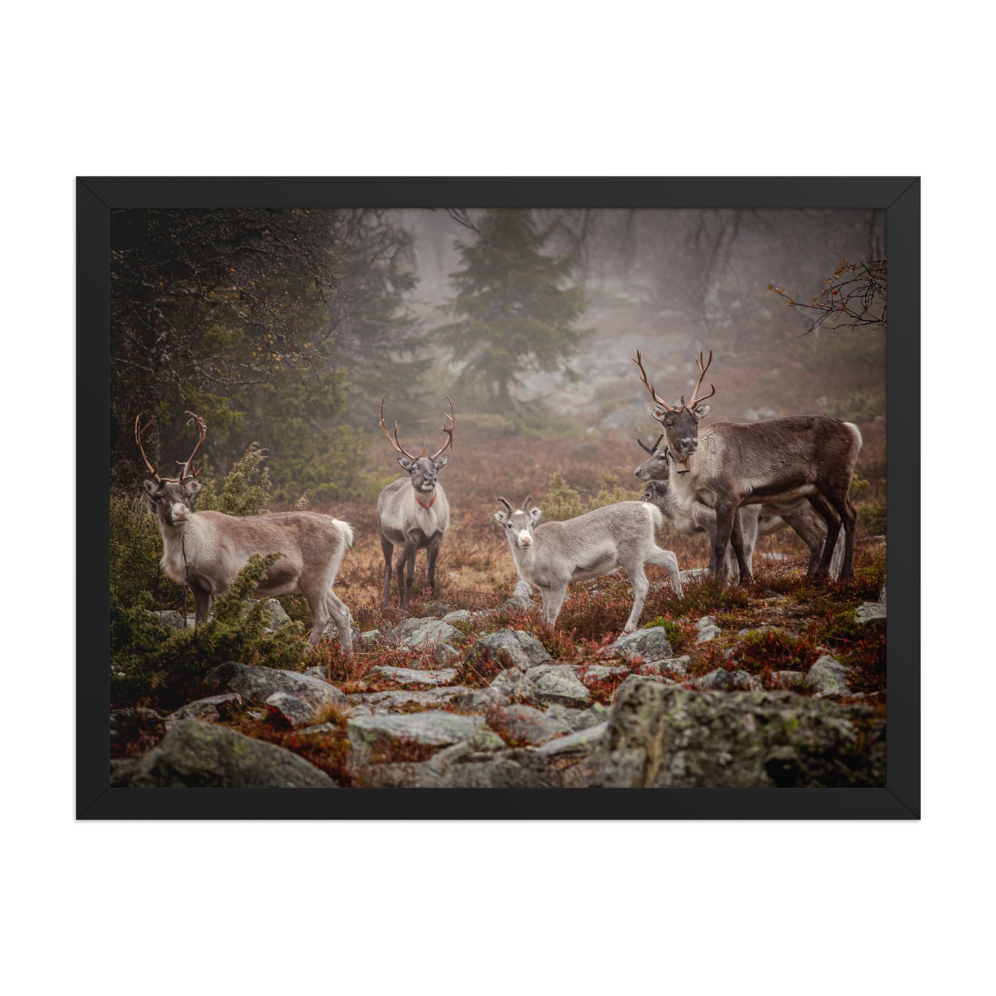 Wirvelvind Renen i den norra dimman