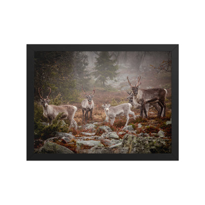 Wirvelvind Renen i den norra dimman