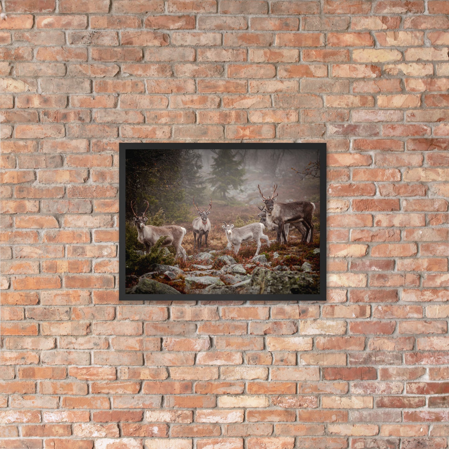 Wirvelvind Renen i den norra dimman