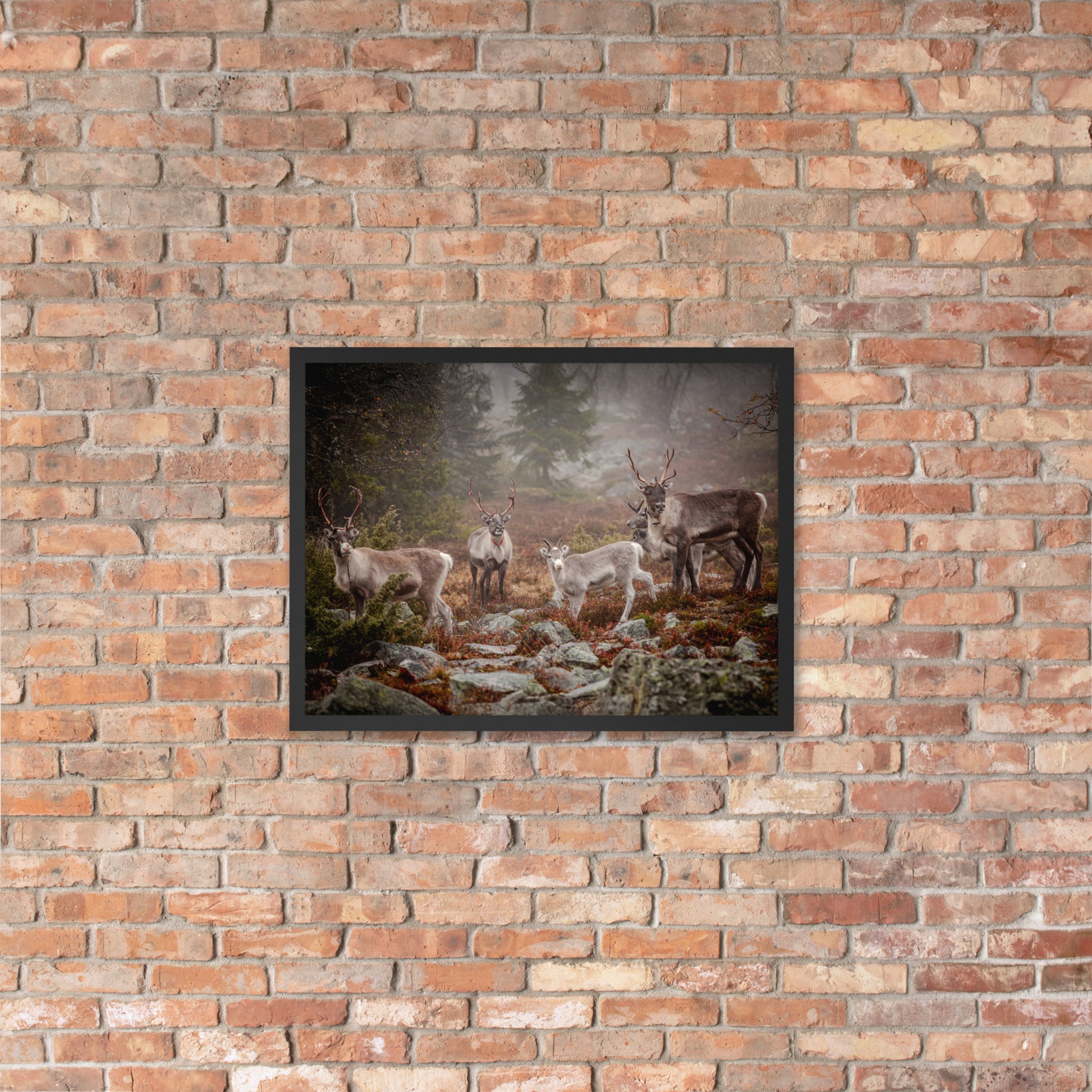 Wirvelvind Renen i den norra dimman