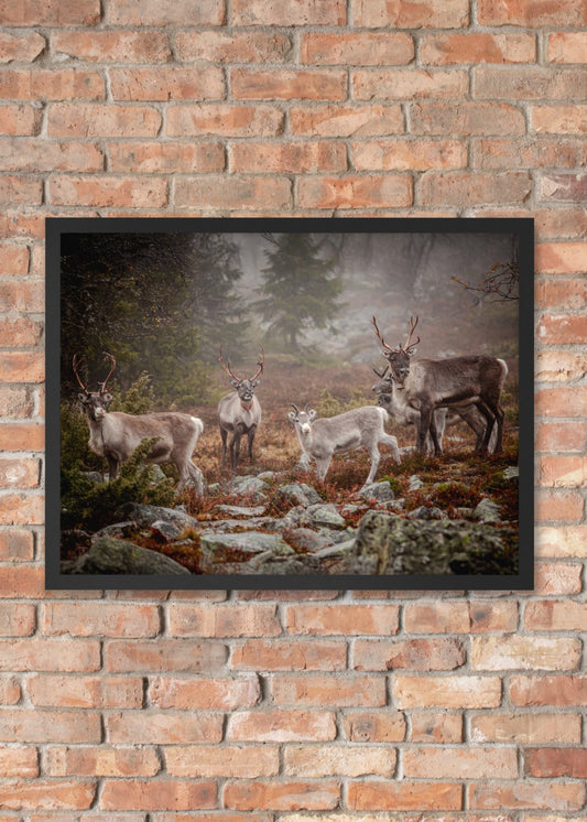 Wirvelvind Renen i den norra dimman